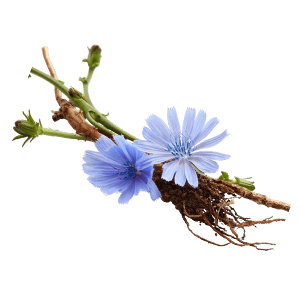 FOS (Chicory Root)