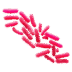 LGG® Probiotic